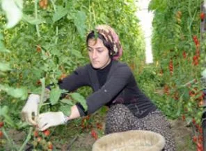 'Toprak analizi' kaliteyi artırdı