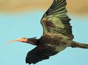 'Türkiye'nin dörtte biri korunmalı'