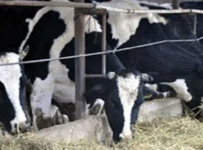 Yeni bir gıda skandalı daha