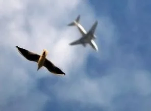 Yeni havalimanına yerli kuş radarı
