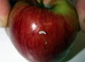 3 bin yılda bir oluyor!(Foto Galeri)