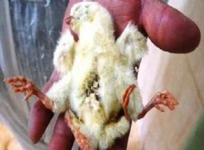 4 ayaklı civcivin ömrü 2 gün sürdü