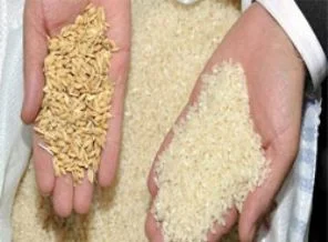Baklagil Konseyi'nden GDO'lu çeltik açıklaması