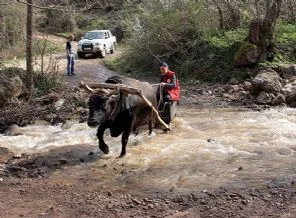 Boğalar güreşlere hazırlanıyor