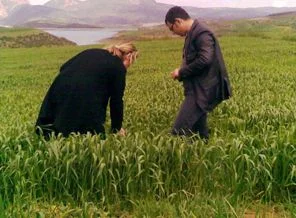 Buğday pas hastalığına dikkat