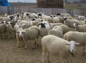 Çalıntı koyunlar, banyosunda bulundu
