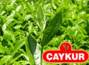 Çay-Kur grev kararı aldı