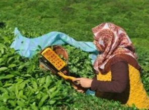 ÇAYKUR'un tarihindeki ilk grevi başladı