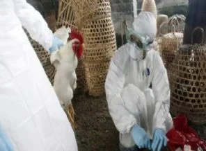 Çin'de yeni kuş gribi türü ortaya çıktı