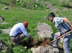 Cudi Dağı yeniden yeşilleniyor