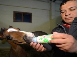 Geleceğin şampiyon tayları için 'doğum nöbeti'