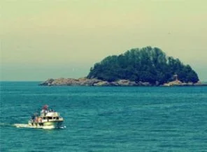 Giresun Adası iki aylığına kuşlara bırakılacak