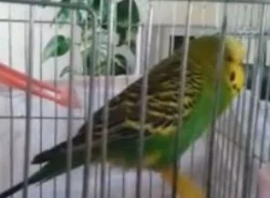 İhlas suresini eksiksiz okuyan muhabbet kuşu