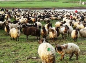 İki bin lira maaşla çoban bulamayan köy