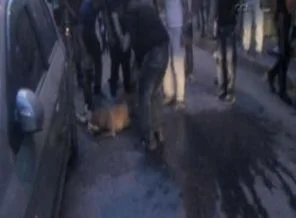 Istanbul'da pitpull dehşeti