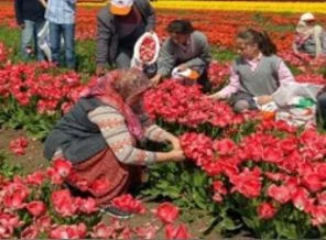 İstanbul'un laleleri Seymen topraklarından