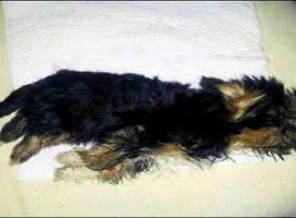 Kargoya konulan köpeği donup öldü
