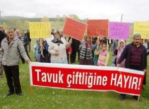 Köyde tavuk çiftliği isyanı