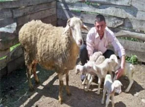 Koyun kediyle yarışıyor