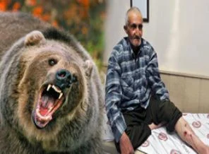 Mantar toplarken ayı saldırdı...