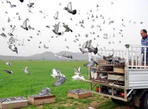 Posta güvercinleri yarışa hazırlanıyor