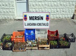 Saksıda uyuşturucu yetiştirmişler