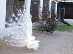 Satılık kuş cenneti