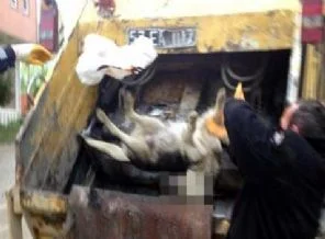 Sinop'ta köpekleri çöp kamyonunda preslediler