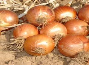 Soğana 'Tuncay' ismi verildi