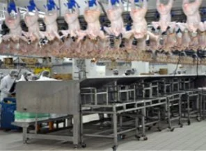 Tavuk eti üretiminde hormon kullanılmıyor