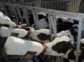 Türkiye'nin süt ihracatına izin çıktı