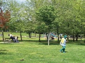 Yenibosna'da 450 ağaç kesilip yerine otopark yapılıyor