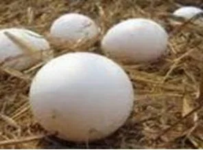 Yumurta alırken dikkat !
