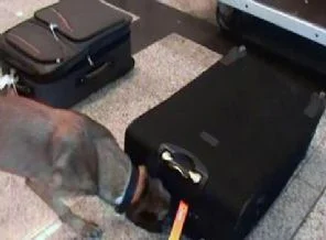 13 kilo kokain 'Eta' ya takıldı