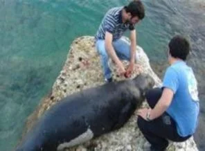 Antalya'nın Maskotu 'duman'ı Katlettiler