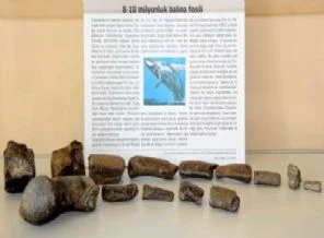 Bu balina tam 10 milyon yıllık