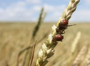 Buğday tarlaları bambu böceği tehdidi altında