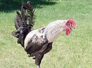 Denizli hororozunun ana vatanı...