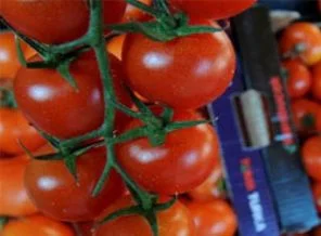 Domatesin kilosu 20 kuruşa düştü