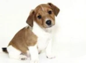 Egzamanın çaresi köpeklerde!
