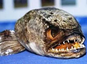 Fishzilla balığı tehlike saçıyor(Foto Galeri)