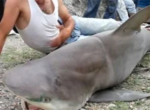 Hatay'da 'boğa cinsi köpek balığı' yakalandı