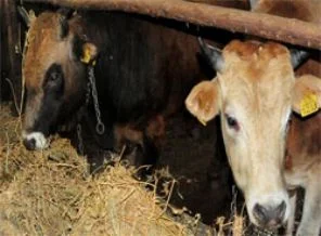 ''Hayvansal Üretim'' istatistikleri açıklandı