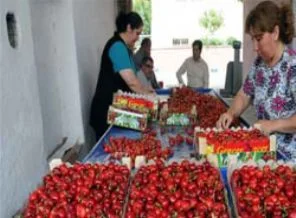 Kirazın fiyatı vatandaşın cebini yakacak!