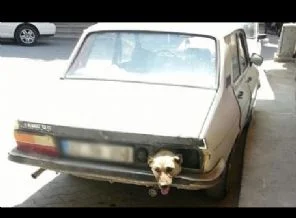 Köpeğin ölüm kalım savaşı!