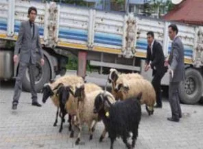 Köylüye küçükbaş hayvan dağıtıldı