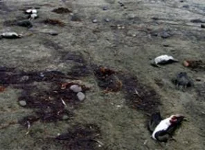 Ölü kuş ve deniz hayvanı alarmı