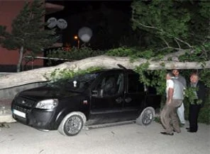 Şiddetli rüzgar ağaçları devirdi