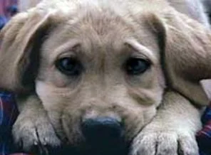 Silivri'de toplu köpek katliamı