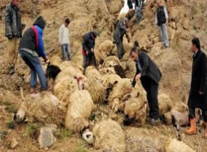 Şimşekten korkan 100 koyun uçuruma atladı